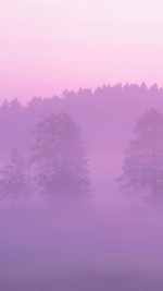 Misty Pink Forest Mountain Nature