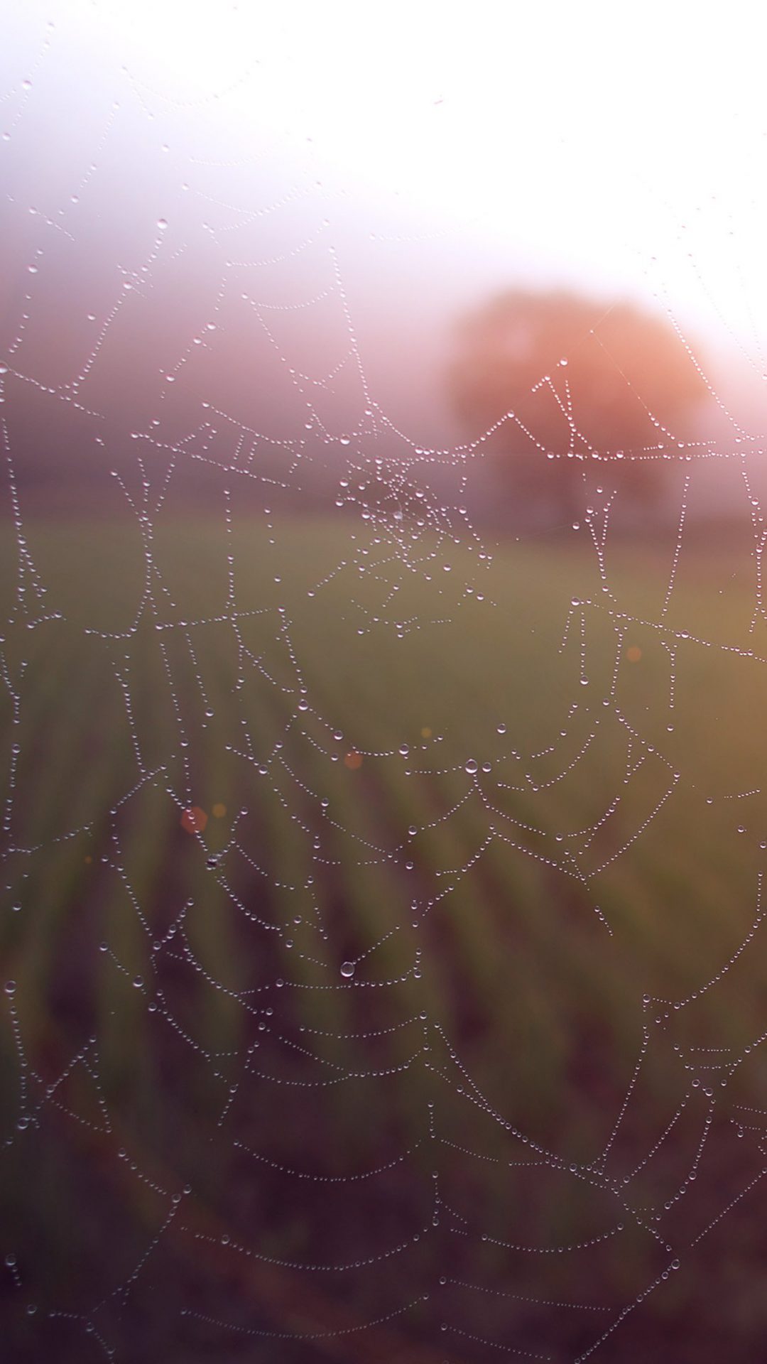 Morning Dew Spider Web Rain Water Nature Flare