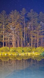 Night Wood With Lake Nature