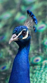 Peacock Animal Bird Nature Blue