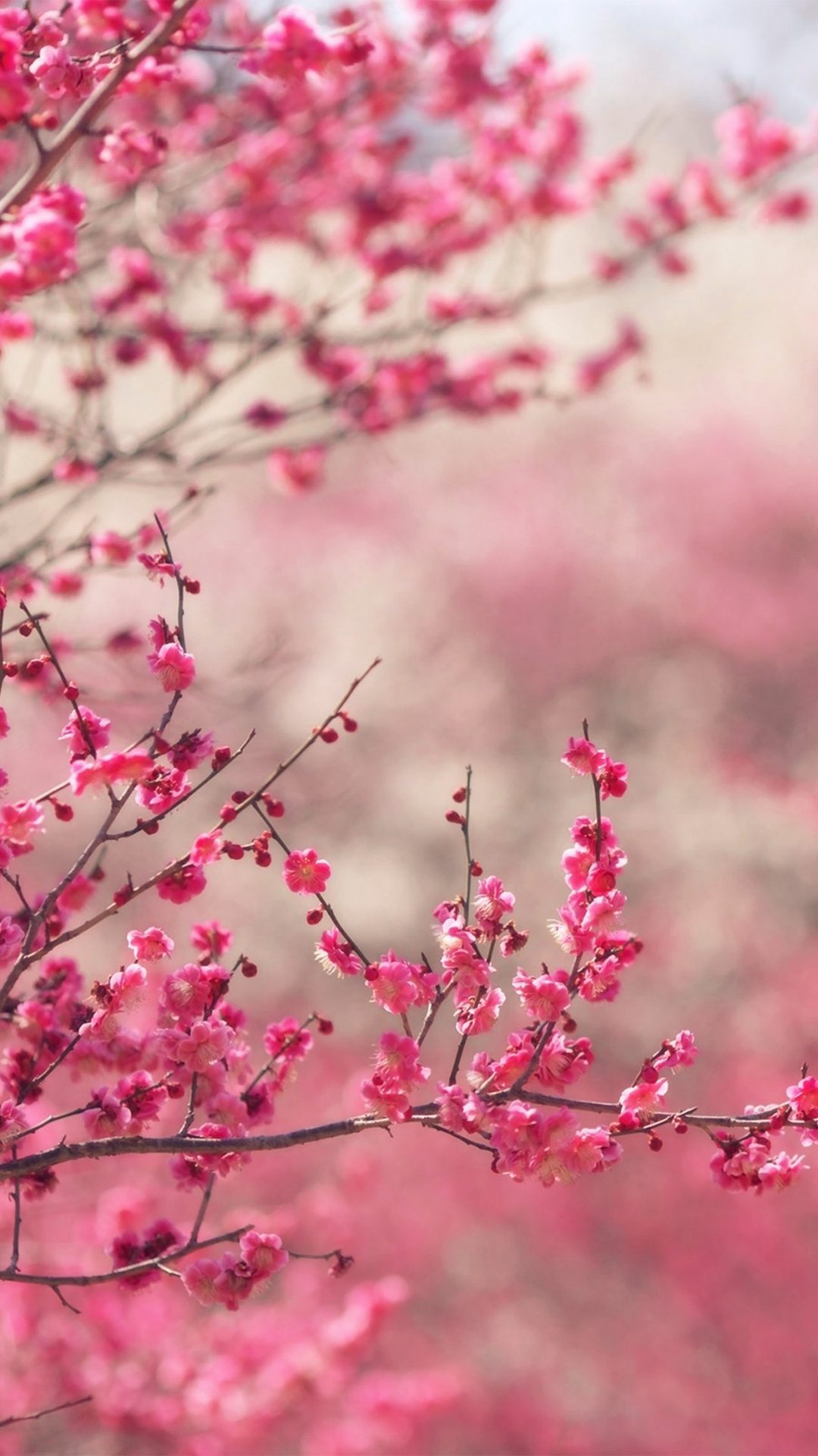 Pink Blossom Nature Flower Sprin