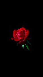 Red Rose Dark Flower Nature
