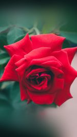 Red Rose Nature Flower Wood Love Valentine