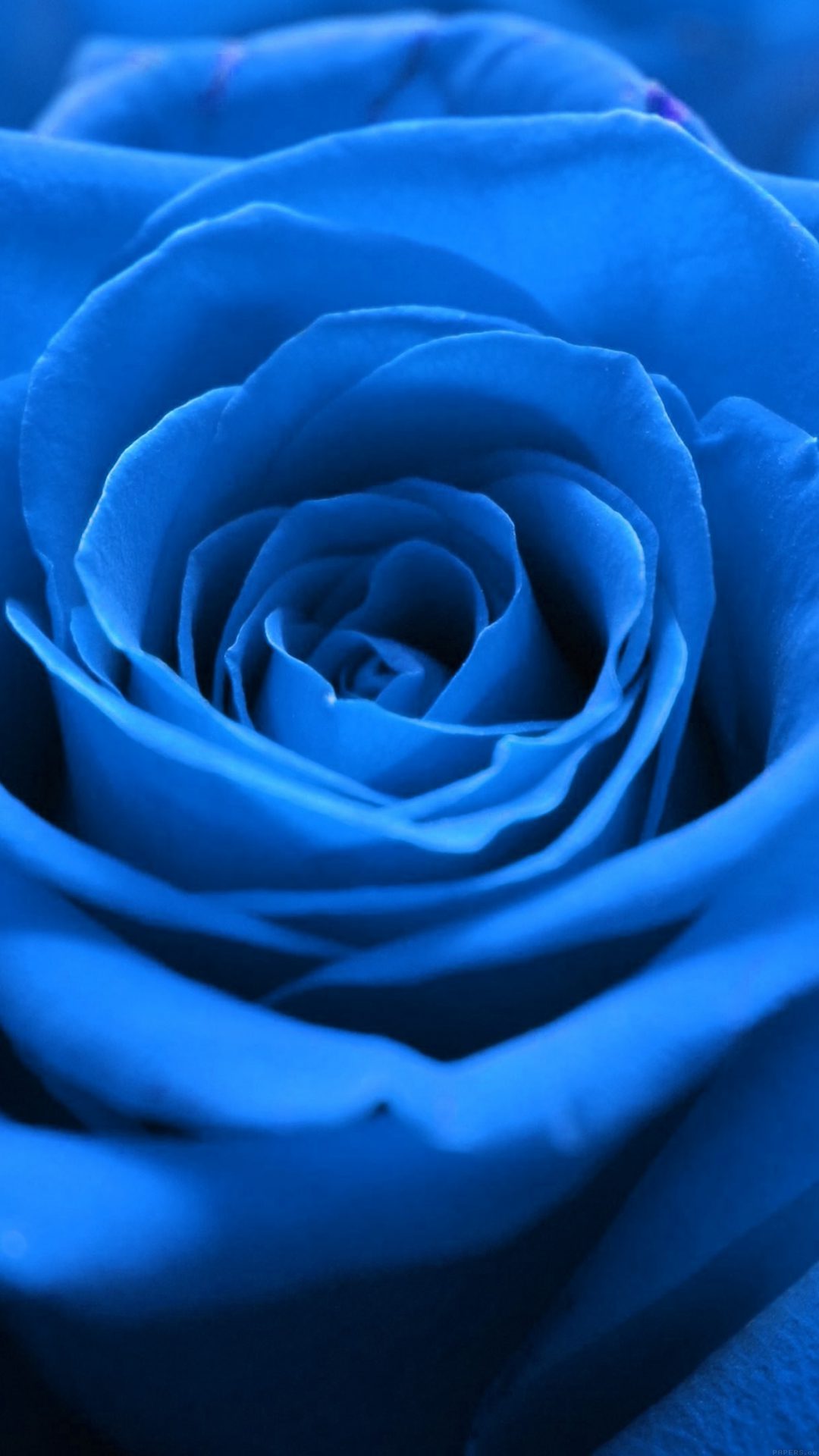 Rose Flower Blue Nature