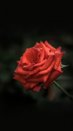 Rose Flower Red Love Nature