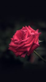 Rose Flower Red Love Nature Blue