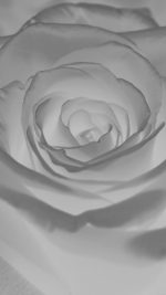Rose Flower White Nature