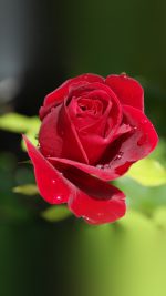 Rose Red Nature Flower Bokeh Rain
