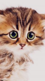 Cute little Siberian kitten isolated on white background