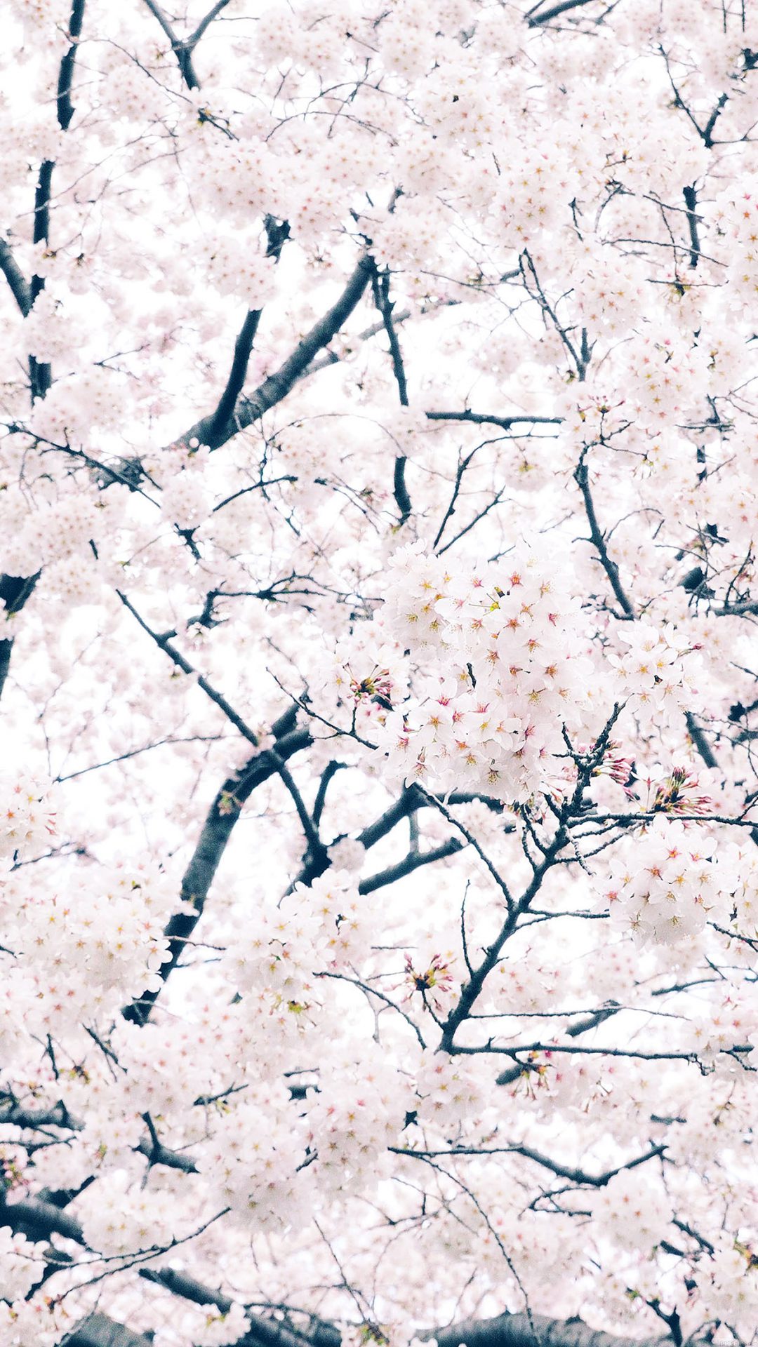 Sakura Cherry Spring Tree Flower Nature