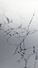 Spider Web Nature Rain Water Pattern Bw White