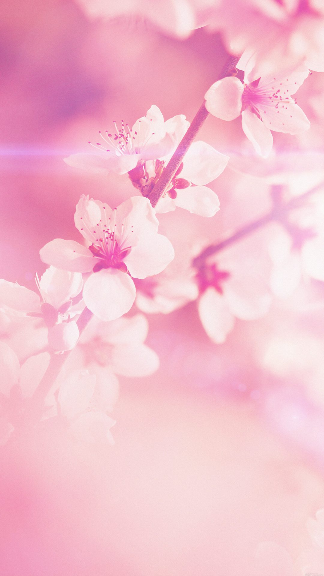 Spring Flower Pink Cherry Blossom Flare Nature