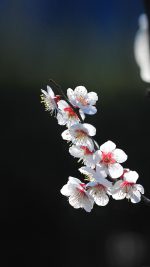 Spring Flower Sakura Nature Tree