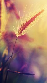 Sunset Reed Flower Flare Nature