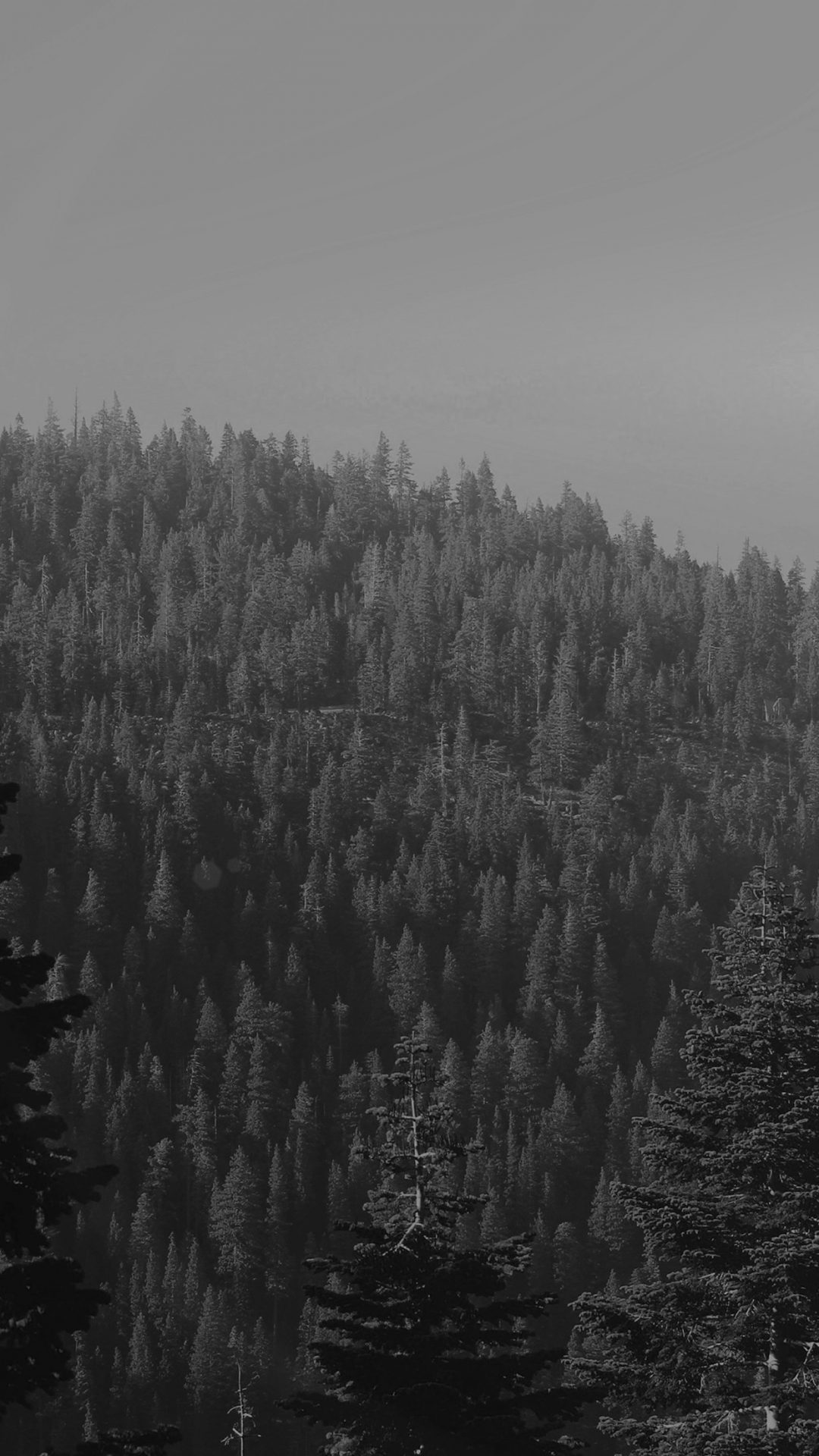 Tree Wood Mountain Nature Dark Bw
