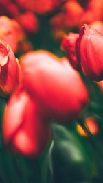 Tulips Red Flower Nature Sprin