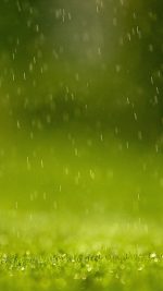 Wallpaper Green Rain Nature