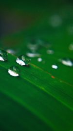 Water Drops Nature Leaf After Rain Forest