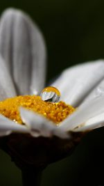White Flower Rain Drop Nature