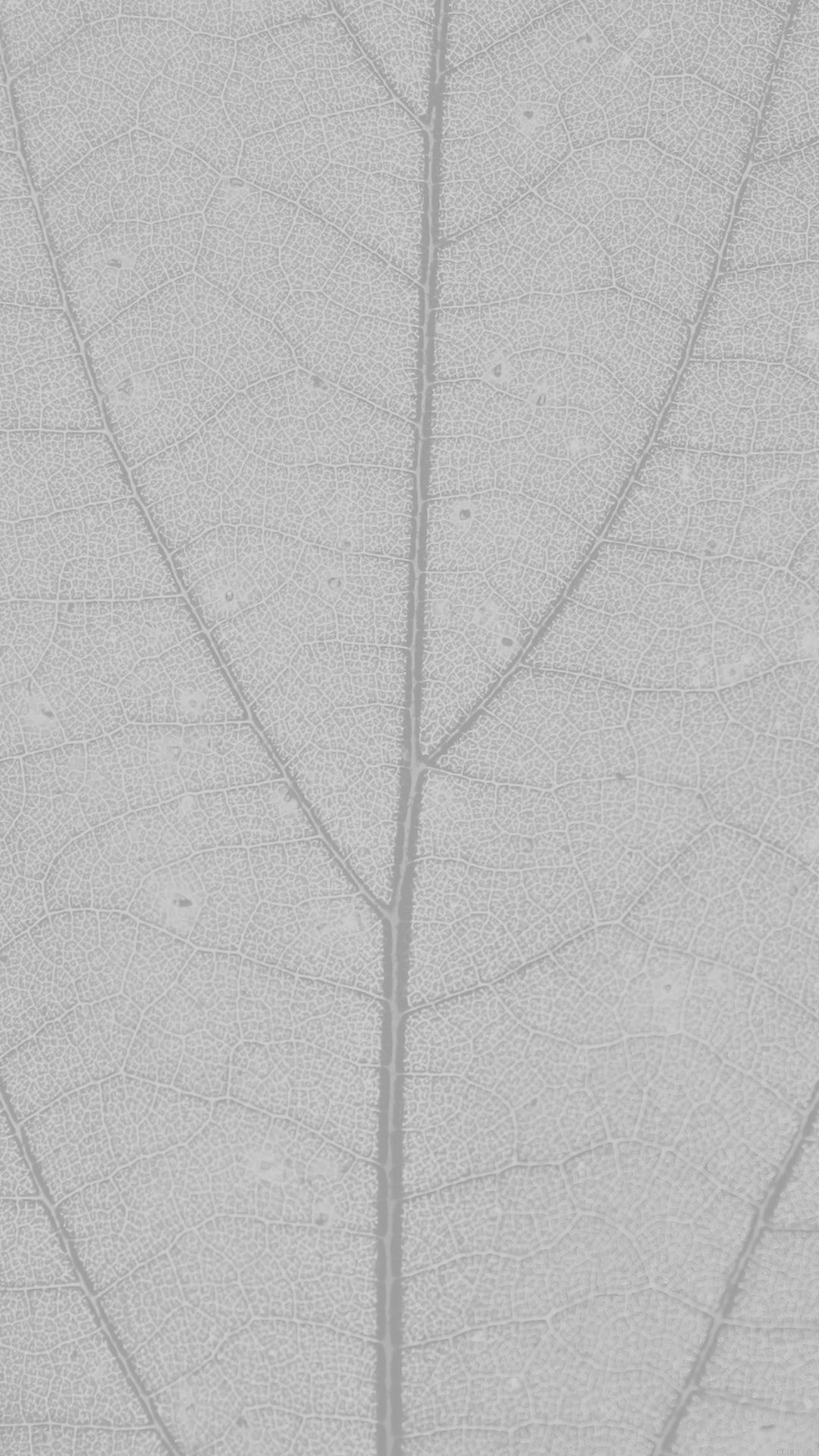 White Leaf Texture Nature Pattern