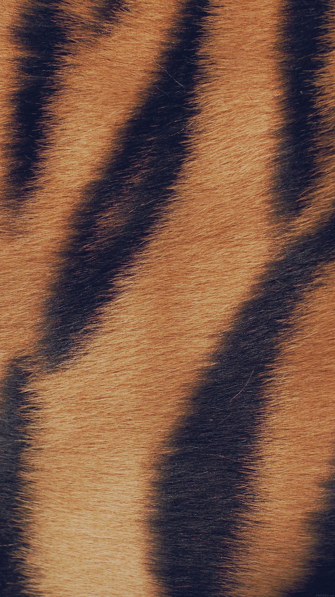 Wild Cat Texture Fur Nature Pattern