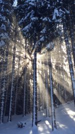 Wood Snow Winter Light Sun Nature