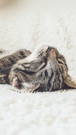 Animal Cute Pet Kitten Nap Slee