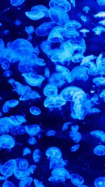 Animal Sea Ocean Blue Jellyfish Pattern