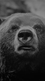 Bear Face What The Hell Nature Bw Dark Animal