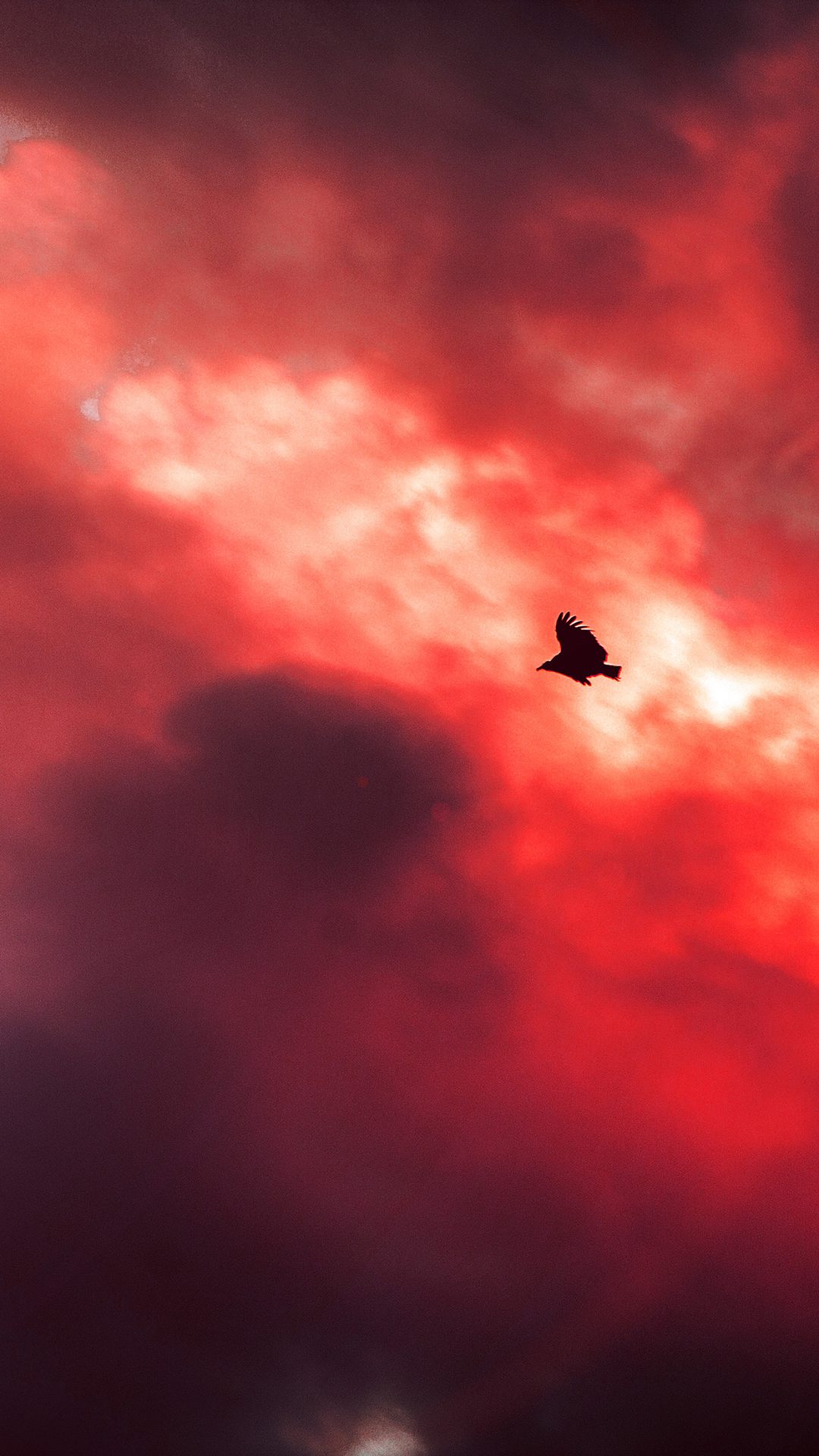 Bird Fly Sky Clouds Red Sunset Fire Nature Animal