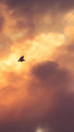 Bird Fly Sky Clouds Red Sunset Nature Animal