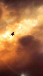 Bird Fly Sky Clouds Red Sunset Nature Animal Flare