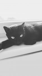 Black Cat Animal Cute Watchin