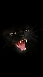 Black Cat Roar Animal Cute