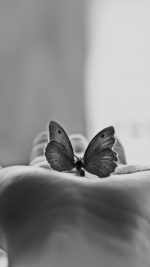 Butterfly Love In Hand Animal Bw