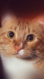 Cat Face Eye Animal Cute Nature Flare Orange