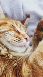 Cat Nap Sleeping Animal Cute Orange