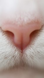 Cat Nose Cute White Pink Animal