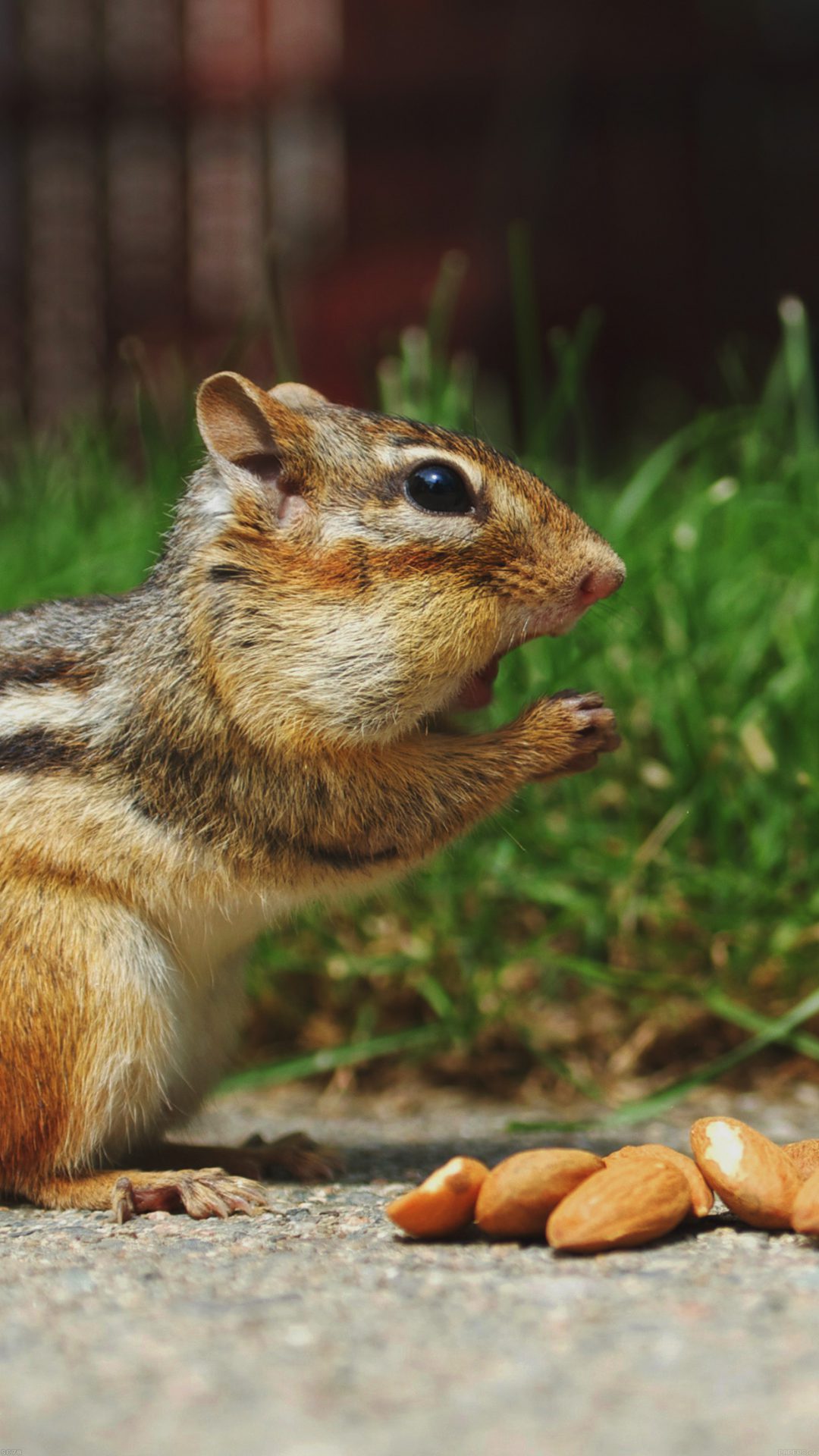 Chipmunk Eating Surprised Nature Animal