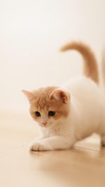 Cute Cat Kitten Animal