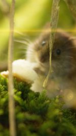Cute Mouse Animal Nature Flare