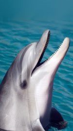 Dolphin Sea Animal Cute