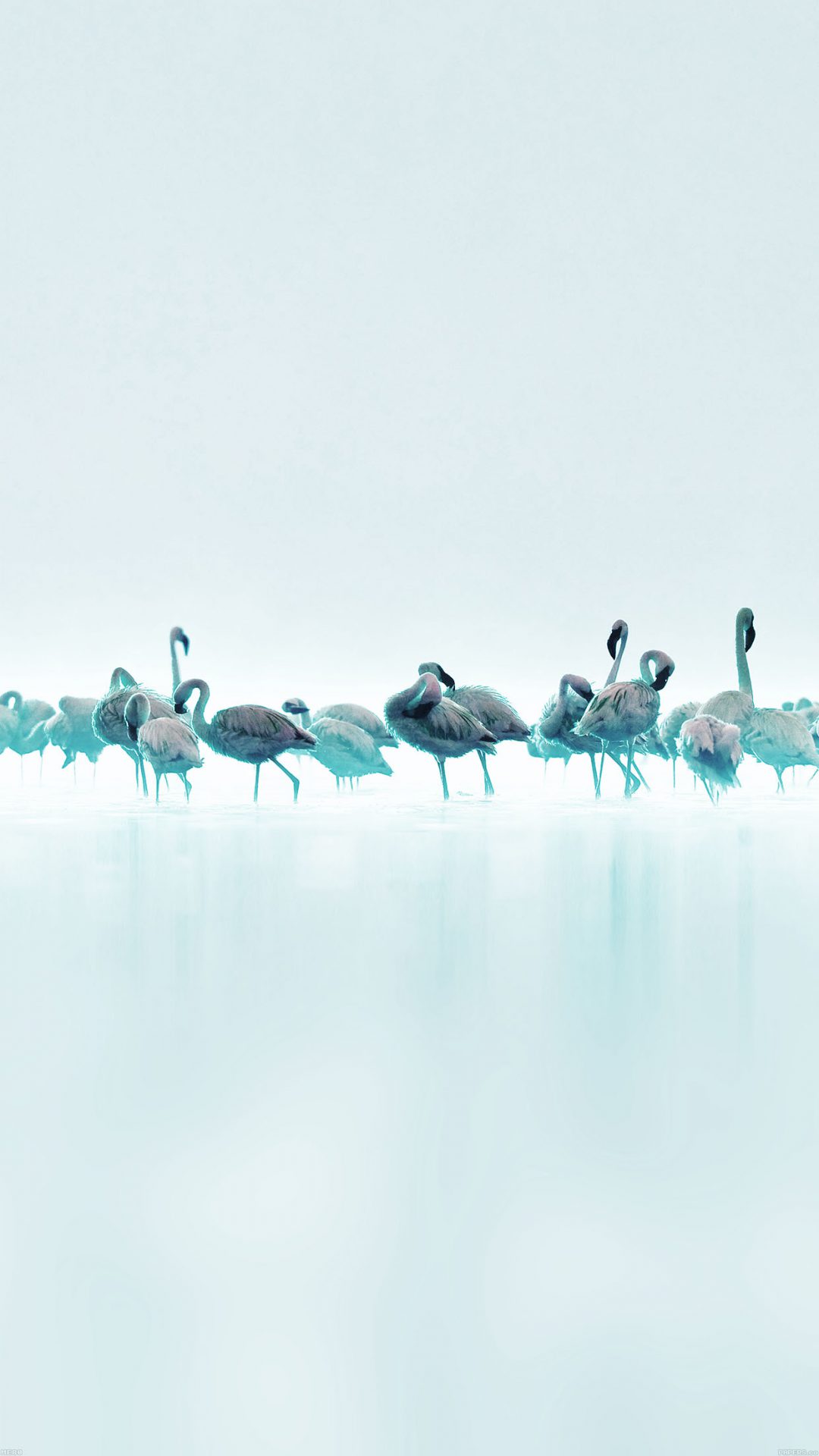 Flamingos Blue Peace Animal Nature Birds