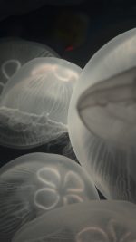 Jellyfish Animal Sea Water Ocean Nature