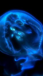 Jellyfish Blue Sea Animal