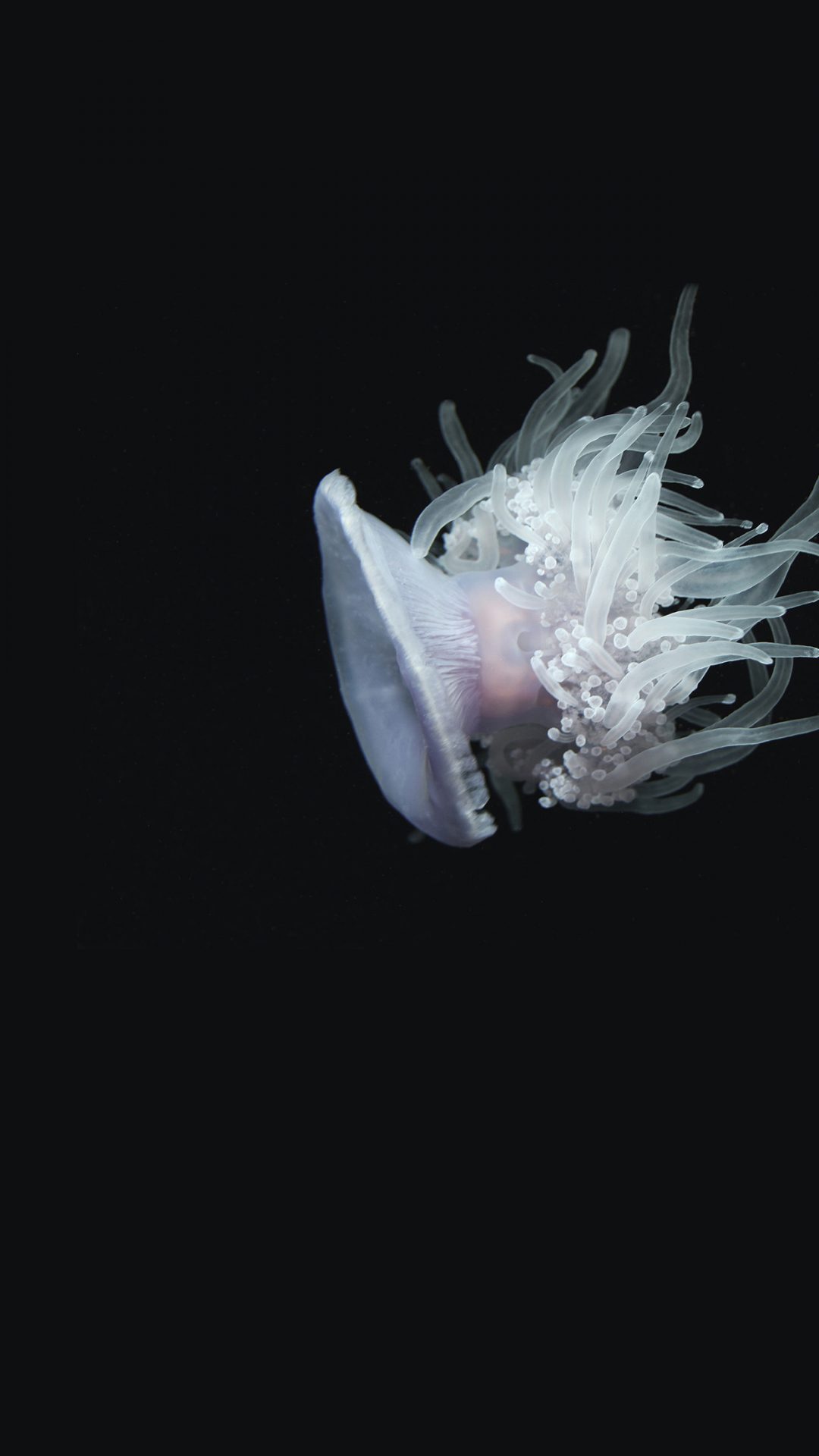 Jellyfish Dark Sea Ocean Animal