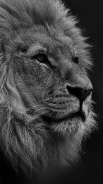 National Geographic Nature Animal Lion Dark Bw