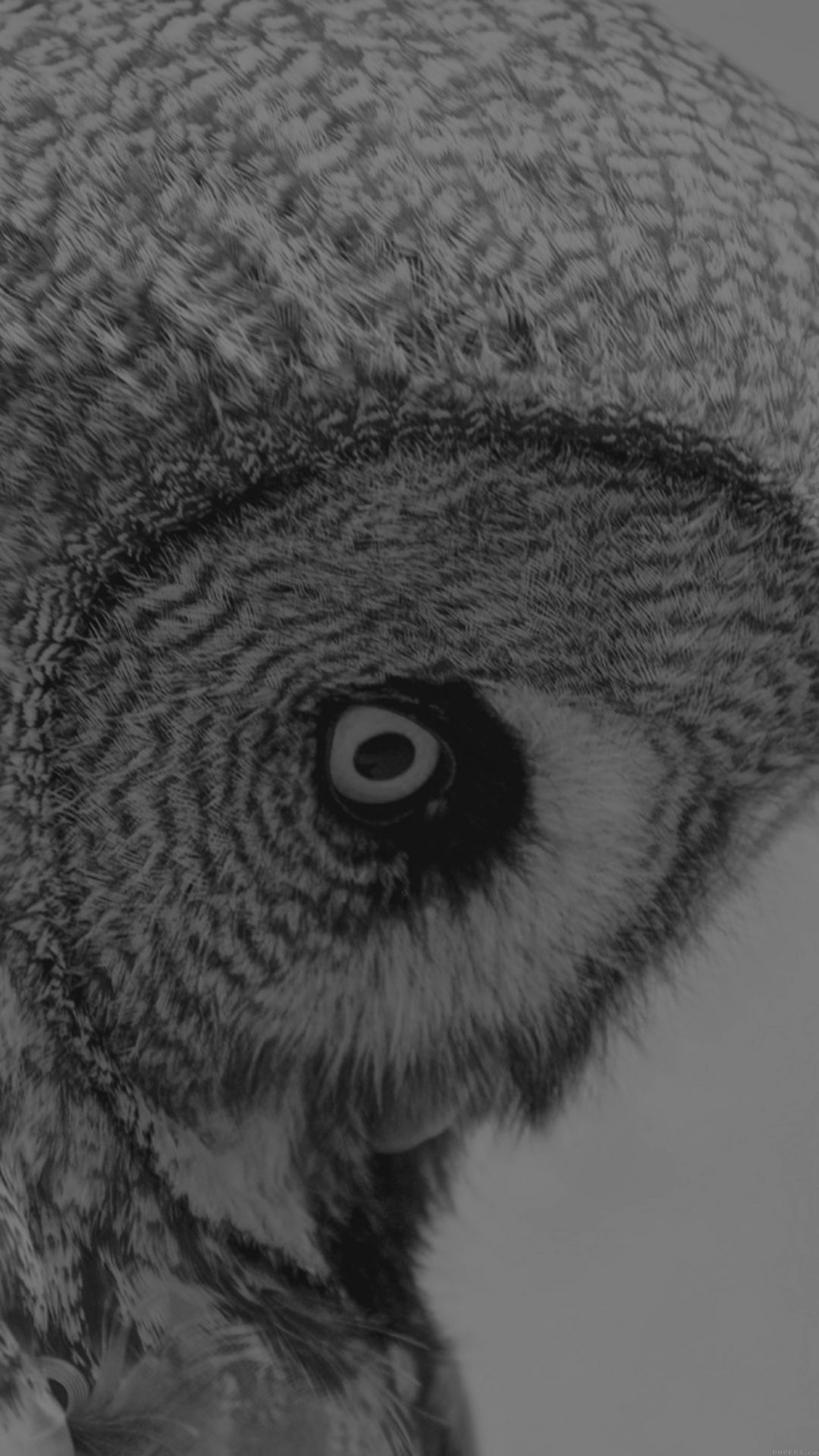 Owl Eye Bw Dark Animal Nature