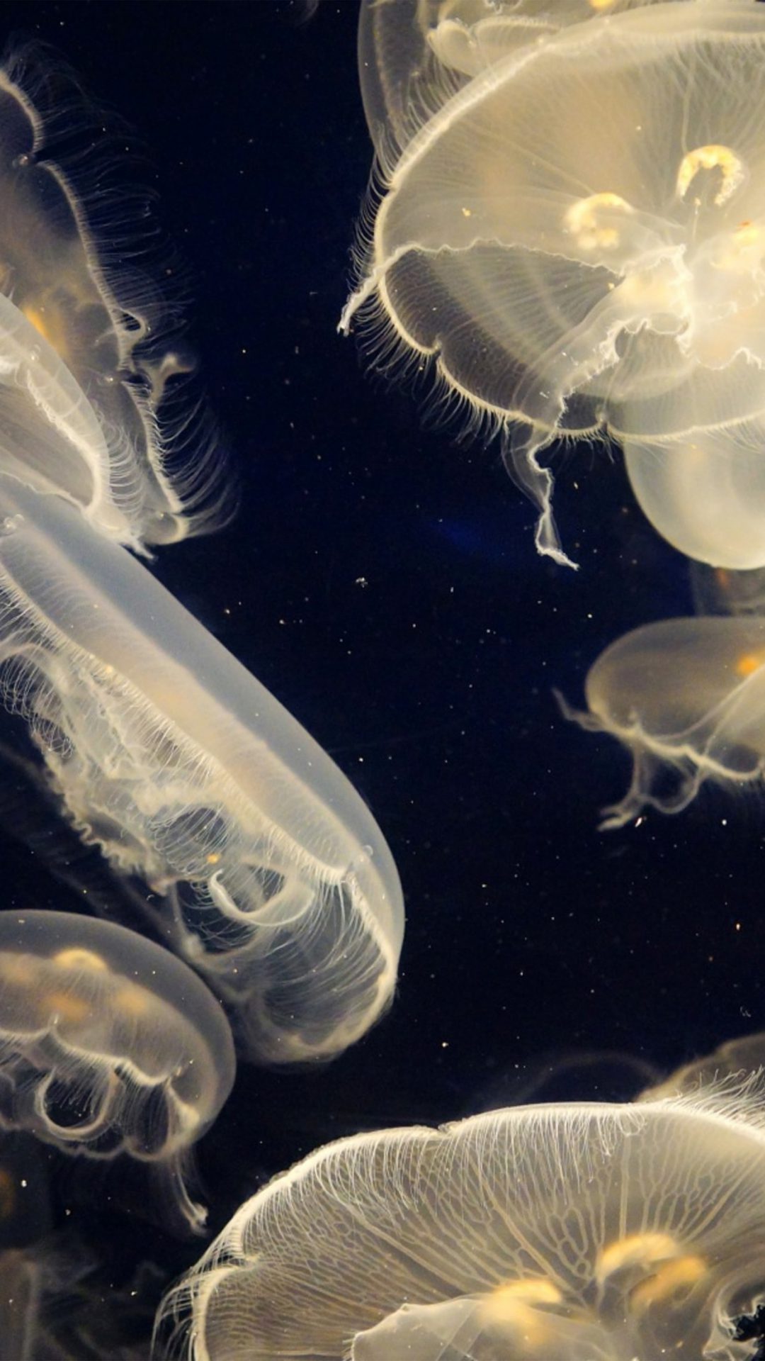 Pacific Jellyfish Ocean Sea Animal Nature