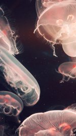 Pacific Jellyfish Ocean Sea Animal Nature Flare